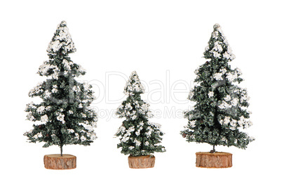 Miniature pine trees