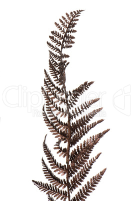 Christmas decorative Brown fern leaf