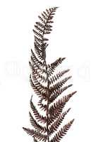 Christmas decorative Brown fern leaf