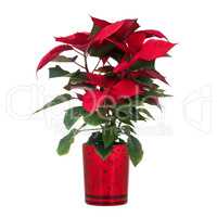 Red poinsettia