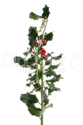 Christmas holly branch