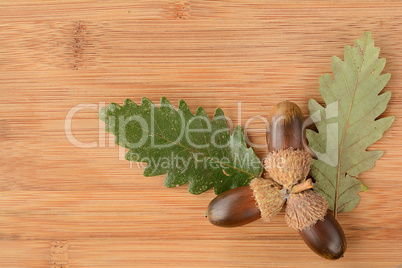 Oak acorn and  leaves