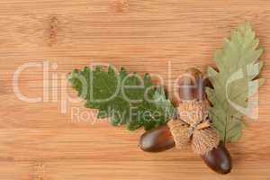 Oak acorn and  leaves