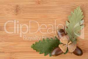 Oak acorn and green leaves