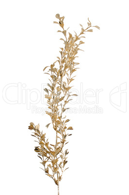 Golden Christmas decoration branches