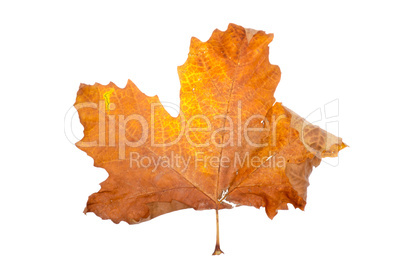 Maple-leaf