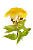 Yellow flowering Mandevilla