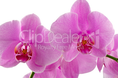 Pink orchids