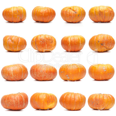 Sixteen fresh pumpkins