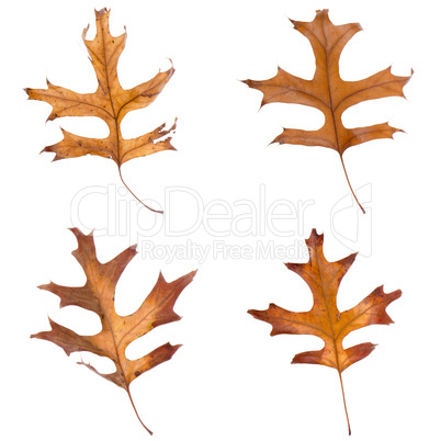 Four fall leaves