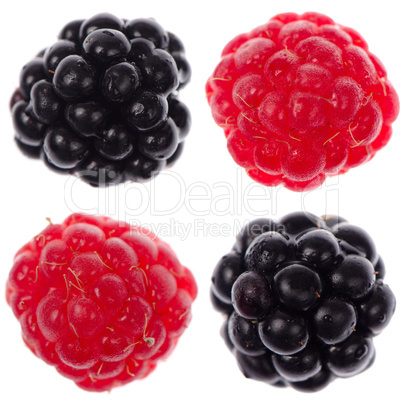 Four raspberry and blackberry