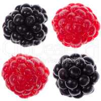 Four raspberry and blackberry
