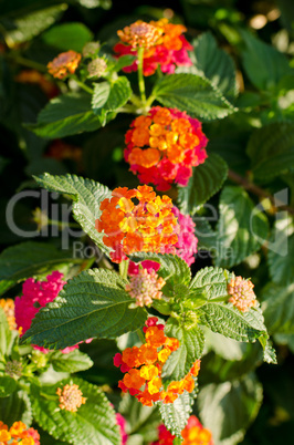 Lantana Flower