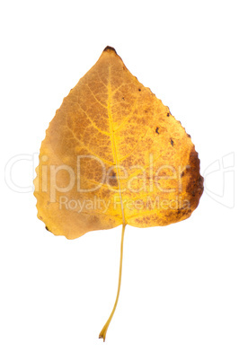 Fall leaf