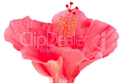 Pink hibiscus blossom detail