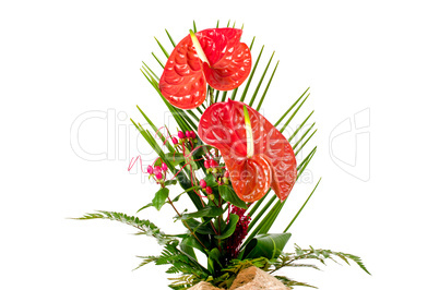 Beautiful red anturio flowers