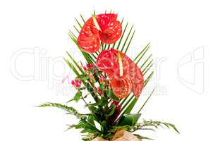 Beautiful red anturio flowers