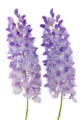 Wisteria flowers