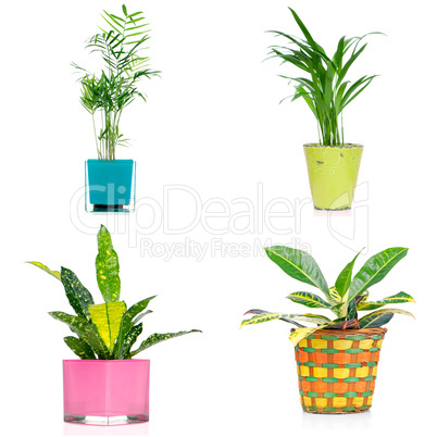 Set of houseplants
