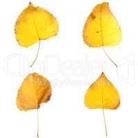 Four fall leaves