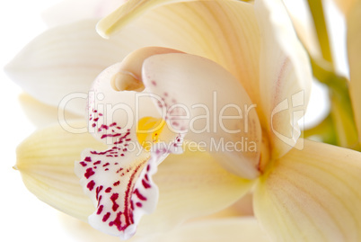Orchid flower close-up, selective focus