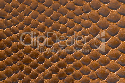 Brown snake skin background