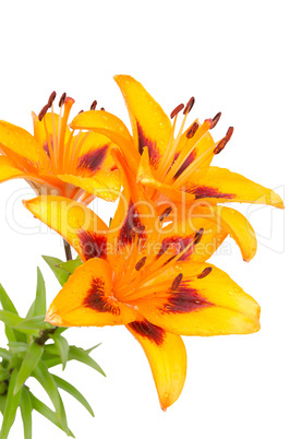 Orange lily flowers