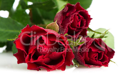 Bunch of velvet red roses