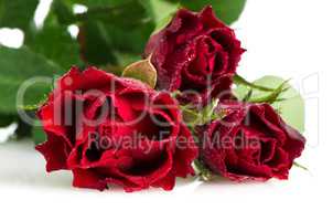Bunch of velvet red roses