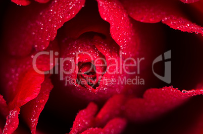 Red rose closeup