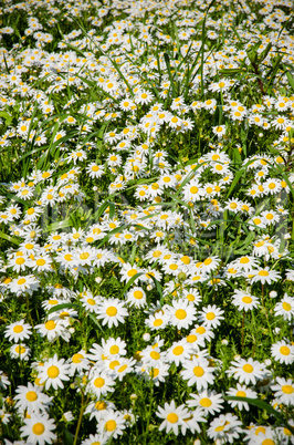 Field of daisies