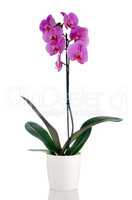 Beautiful pink orchid in a flowerpot