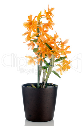 Beautiful orange dendrobium flowers