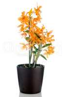Beautiful orange dendrobium flowers