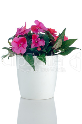 Beautiful pink impatiens flowers