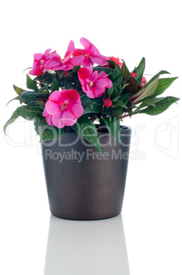 Beautiful pink impatiens flowers