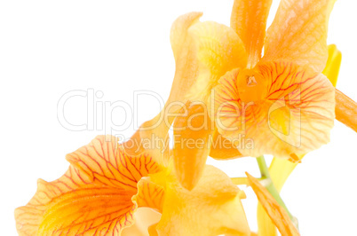 Closeup of orange dendrobium flowers