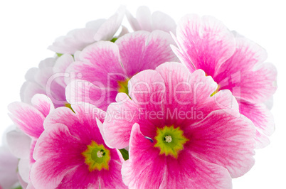 Closeup of pink primrose flowers