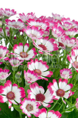 Blooming beautiful pink flowers