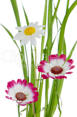 Beautiful pink flowers and green grass