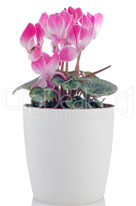 Beautiful pink Cyclamen flower