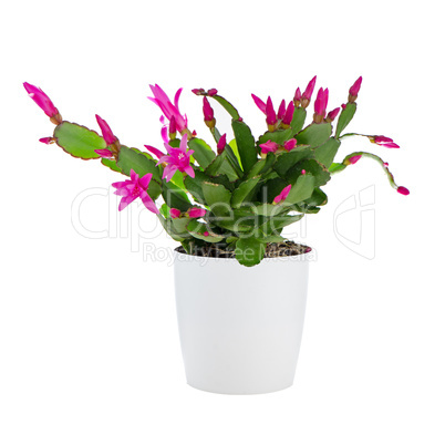 Easter Cactus (Rhipsalidopsis cactus)