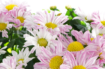 Beautiful Chrysanthemum flowers