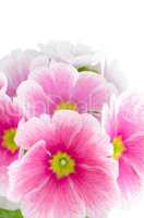 Closeup of pink primrose flowers