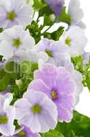 Beautiful purple primrose flowers