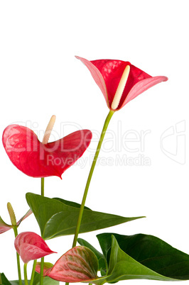 Beautiful Anthedesia anthurium