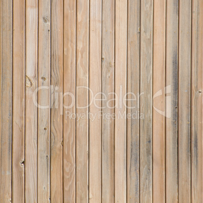 Texture of pine wood