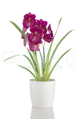 Pansy Orchid - Miltonia Lawless Falls