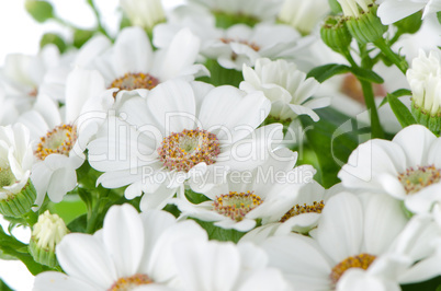 Beautiful Chrysanthemum flowers