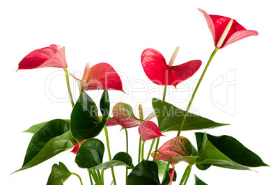 Beautiful Anthedesia anthurium